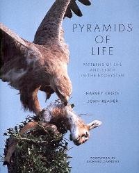 Pyramids of life, patterns of life and death in the ecosystem